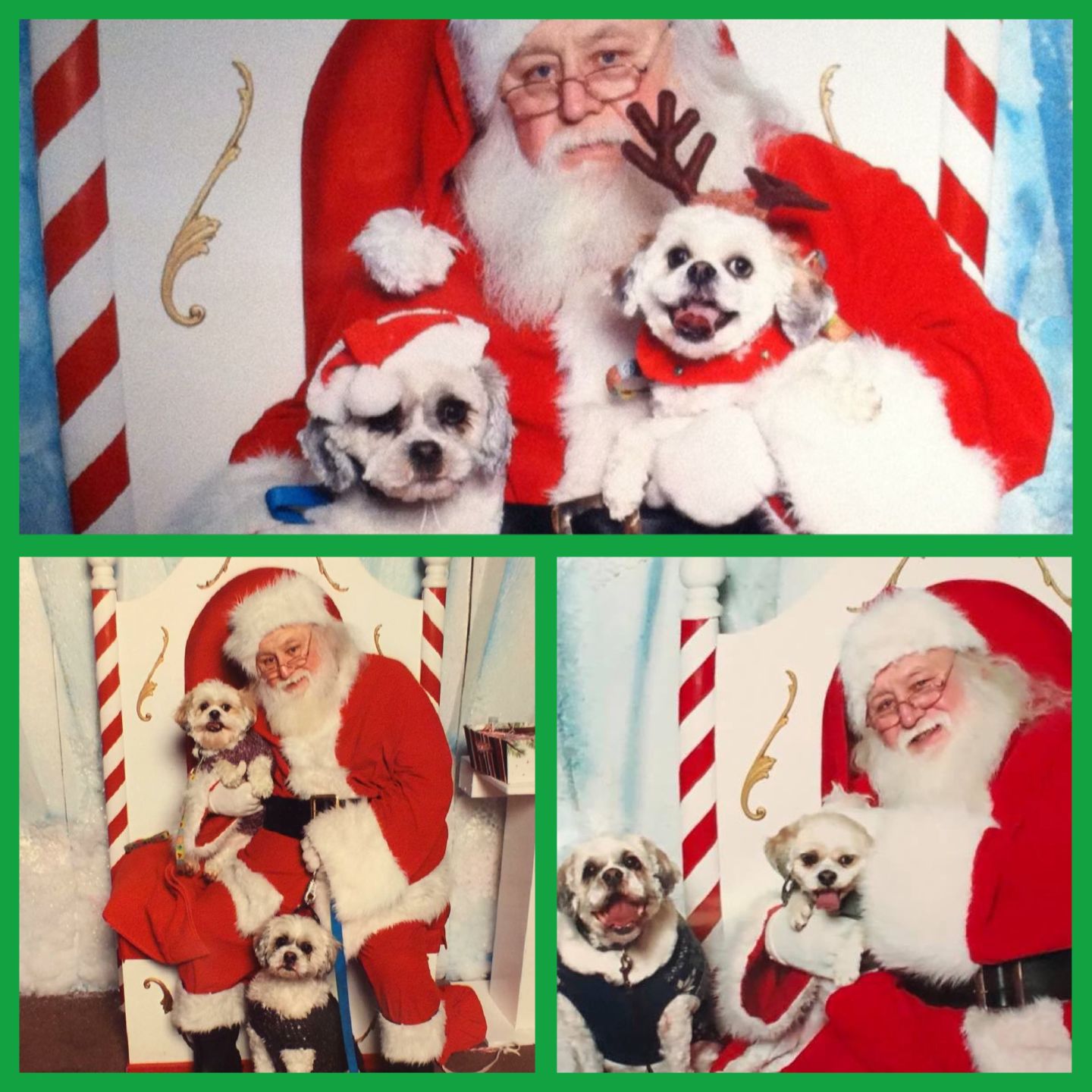 Holiday pet photos